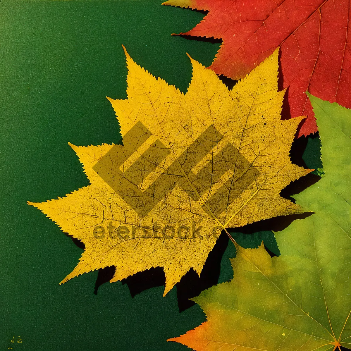 Picture of Vibrant Autumn Maple Leaves in Forest