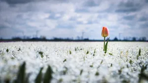 Meadow with colorful flowers and wading bird in spring