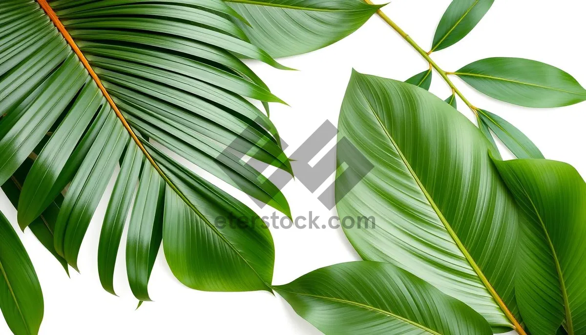 Picture of Greenery Branch in Spring Wallpaper