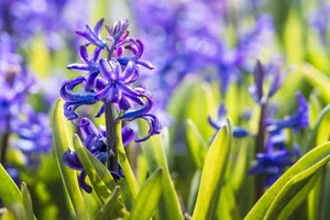 Purple Hyacinth Blossom in Summer Garden