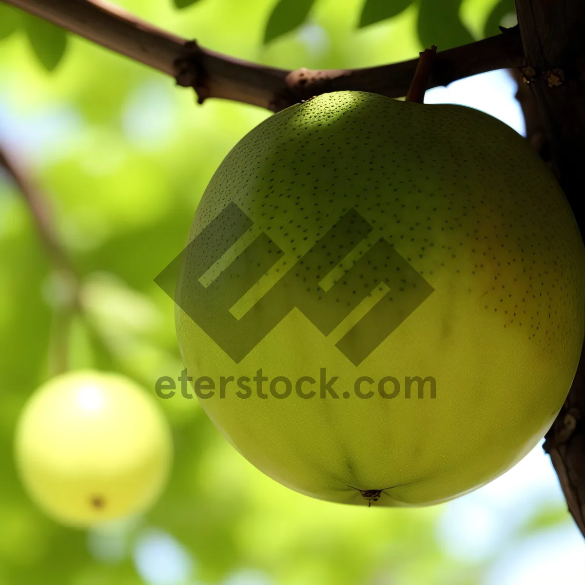 Picture of Golden delicious apple, fresh and juicy fruit