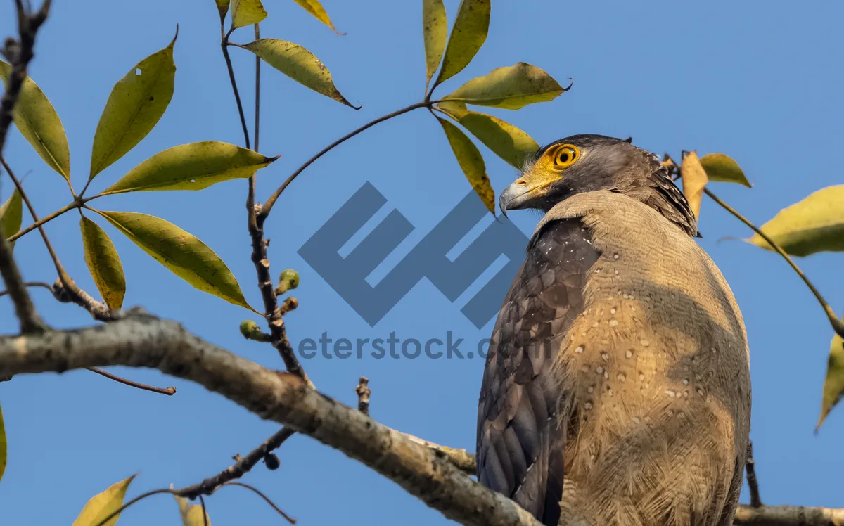 Picture of Beautiful bald eagle perched on tree branch.