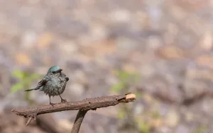 Cute little bird sitting on tree branch outdoors