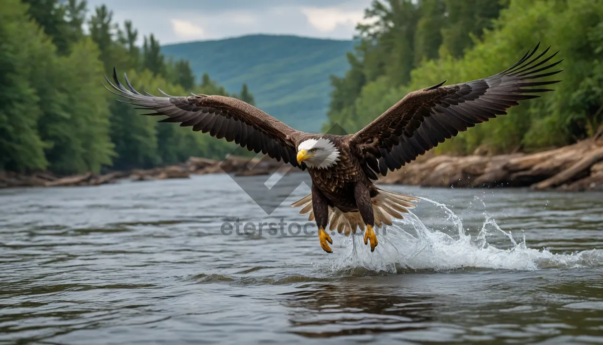 Picture of Bald eagle soaring with outstretched wings