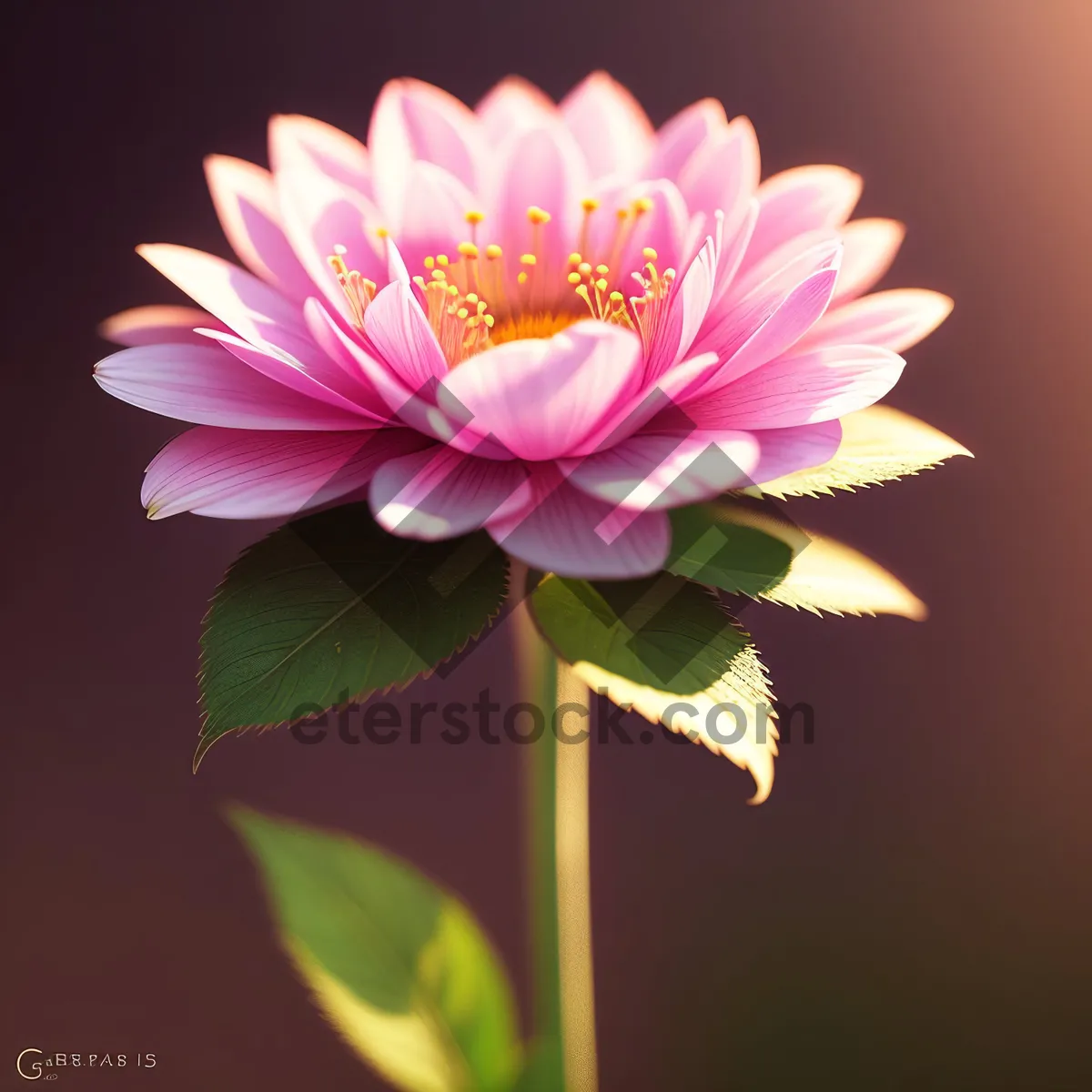 Picture of Pink Lotus Blossom in Full Bloom