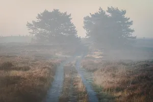 Country road with tire tracks through heathland landscape on misty morning with the rising sun