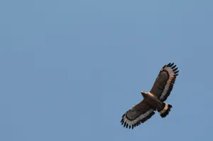 Graceful seagull soaring through the sky