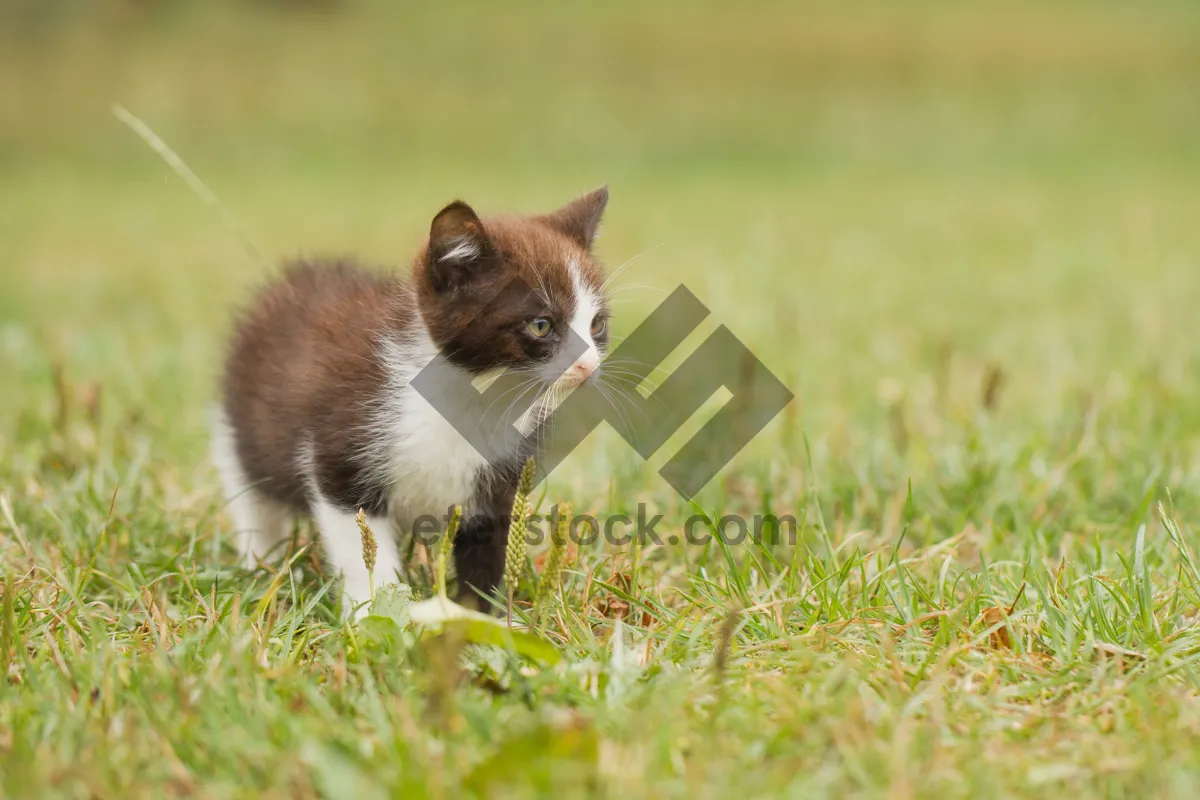 Picture of Fluffy gray tabby kitten with curious eyes