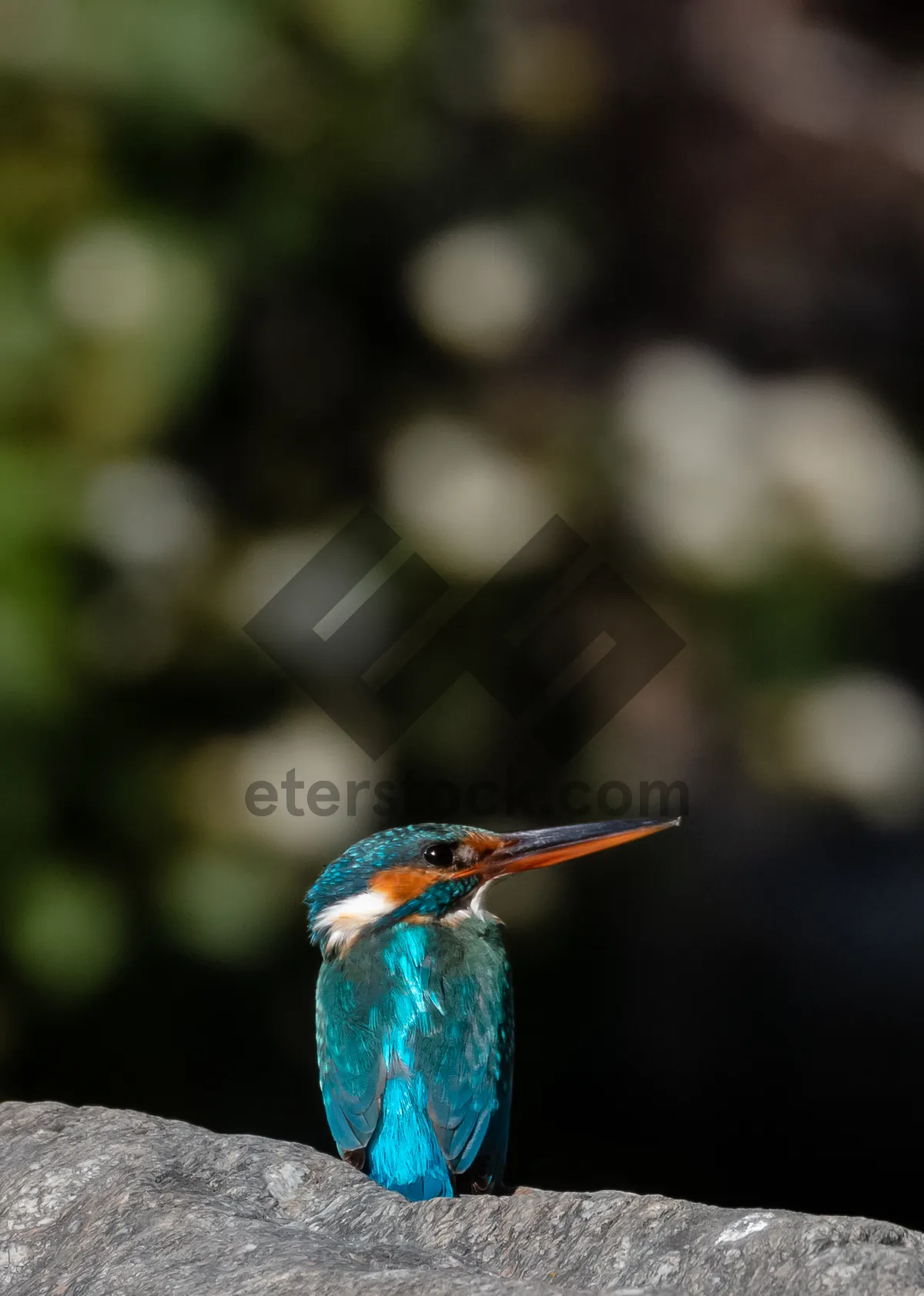 Picture of Wildlife bird with colorful feathers and beak