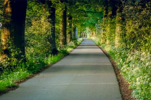 Scenic forest path in rural park landscape.