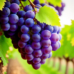 Juicy Purple Grapes in Vineyard Harvest