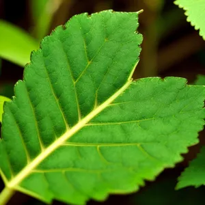 Bright Summer Leaves on Alder Branch