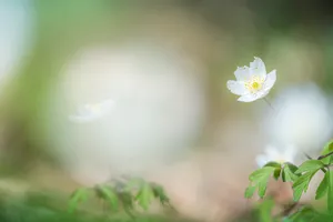 Yellow Blossoms in a Meadow - Summer Flowers