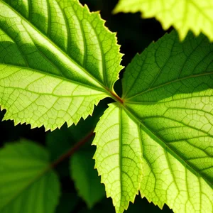 Vibrant Maple Leaf in a Lush Forest