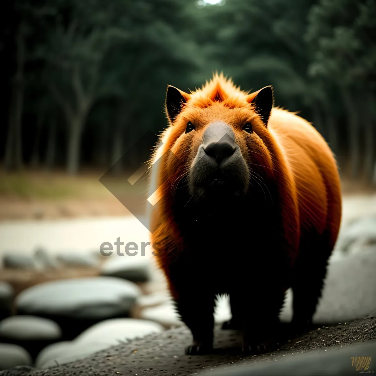 Picture of Wild Stallion Grazing in Rural Pasture