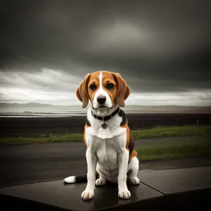Adorable Beagle Puppy with Brown Collar in Studio Portrait