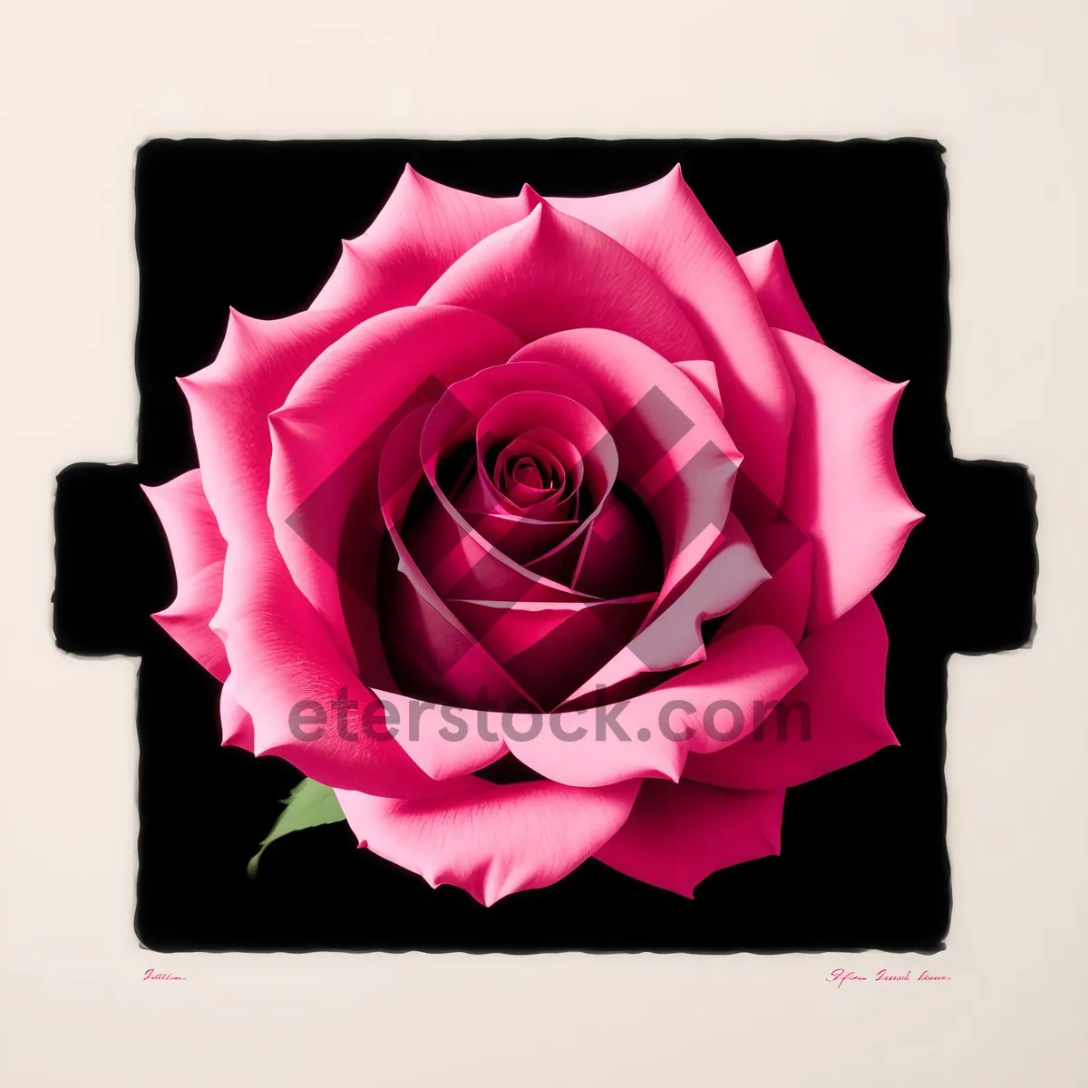 Picture of Romantic Pink Rose Bouquet for Valentine's Day