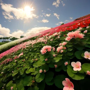 Blooming Flowers in Enchanting Garden Landscape