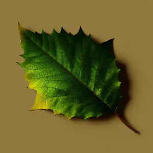 Vibrant Autumn Maple Leaves Closeup