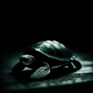 Slow-moving Reptile with Elegant Shell: The Turtle