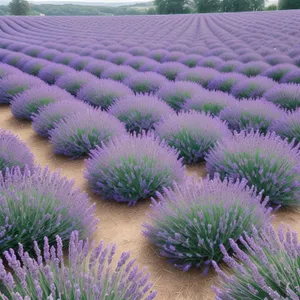 Lavender Artichoke: Night-time Floral Fireworks