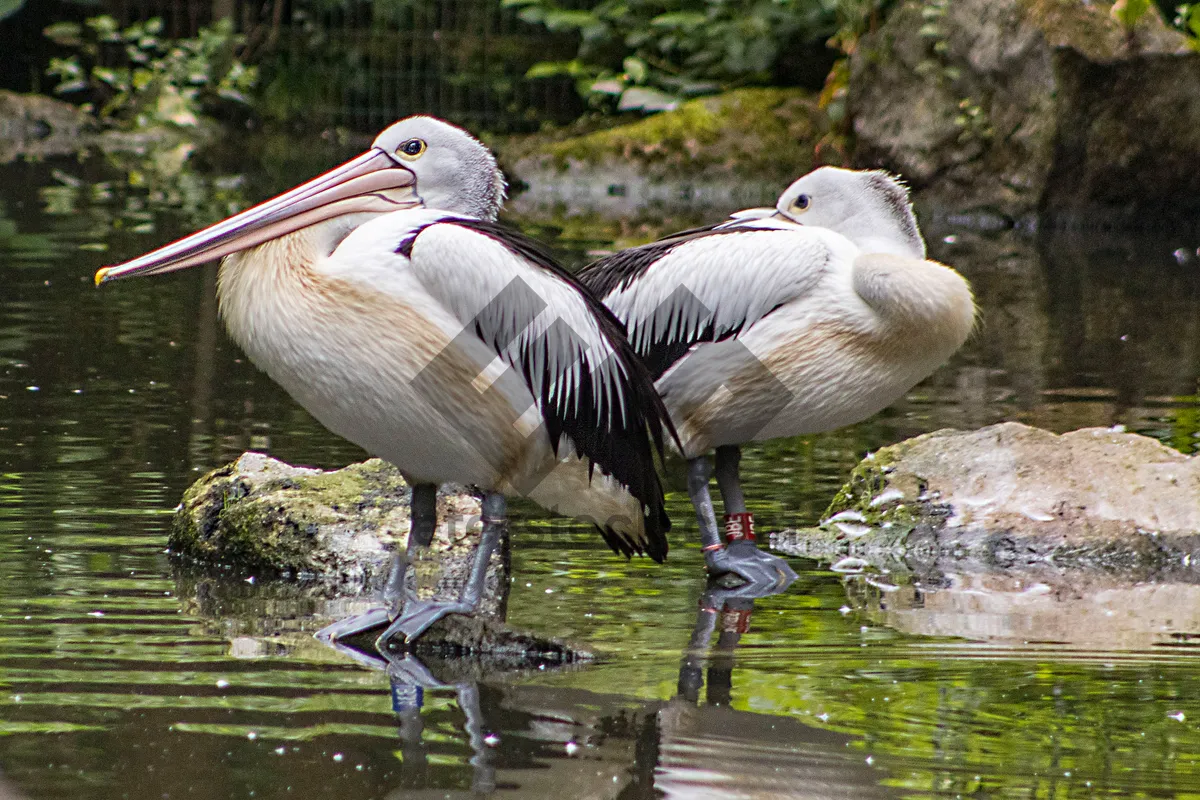 Picture of Pelican gliding over calm lake waters with wings outstretched.