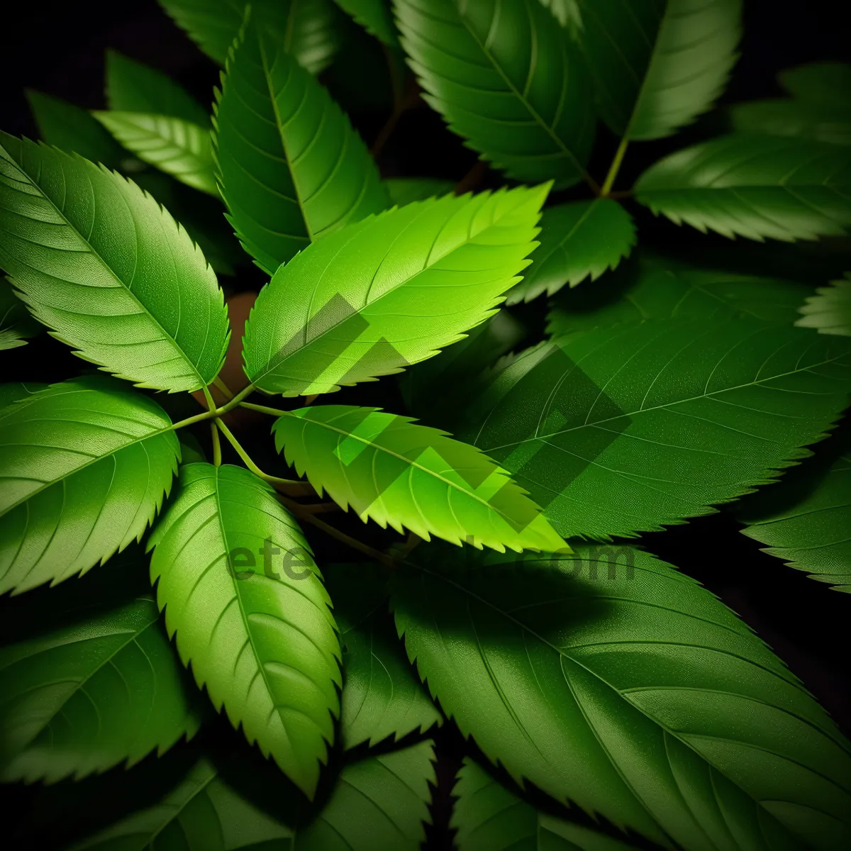 Picture of Vibrant Summer Foliage in Lush Forest