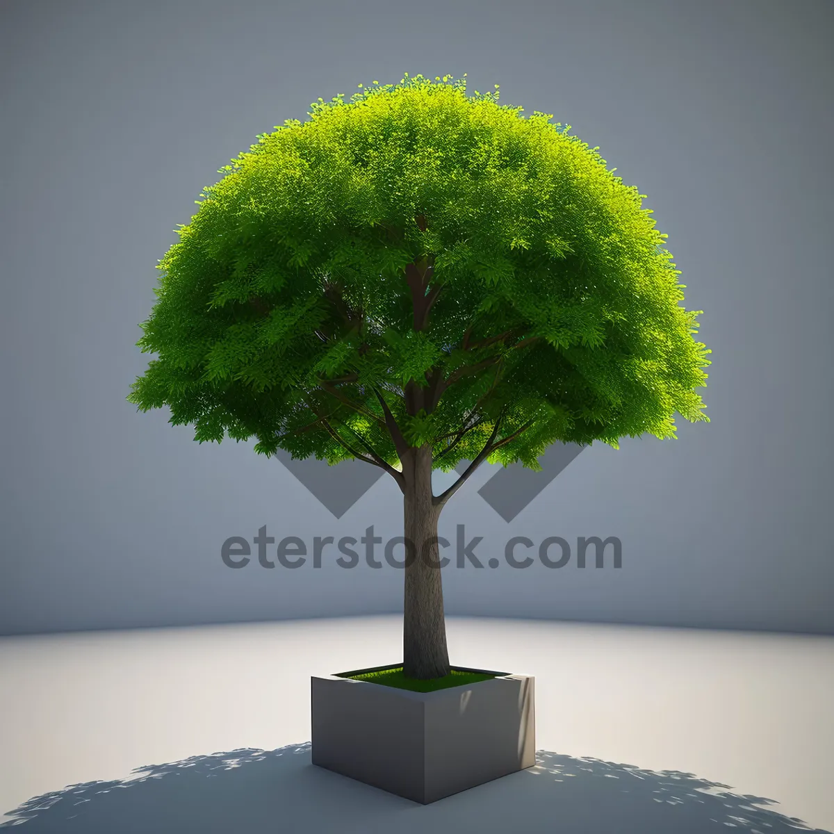 Picture of Miniature Bonsai Tree in Garden