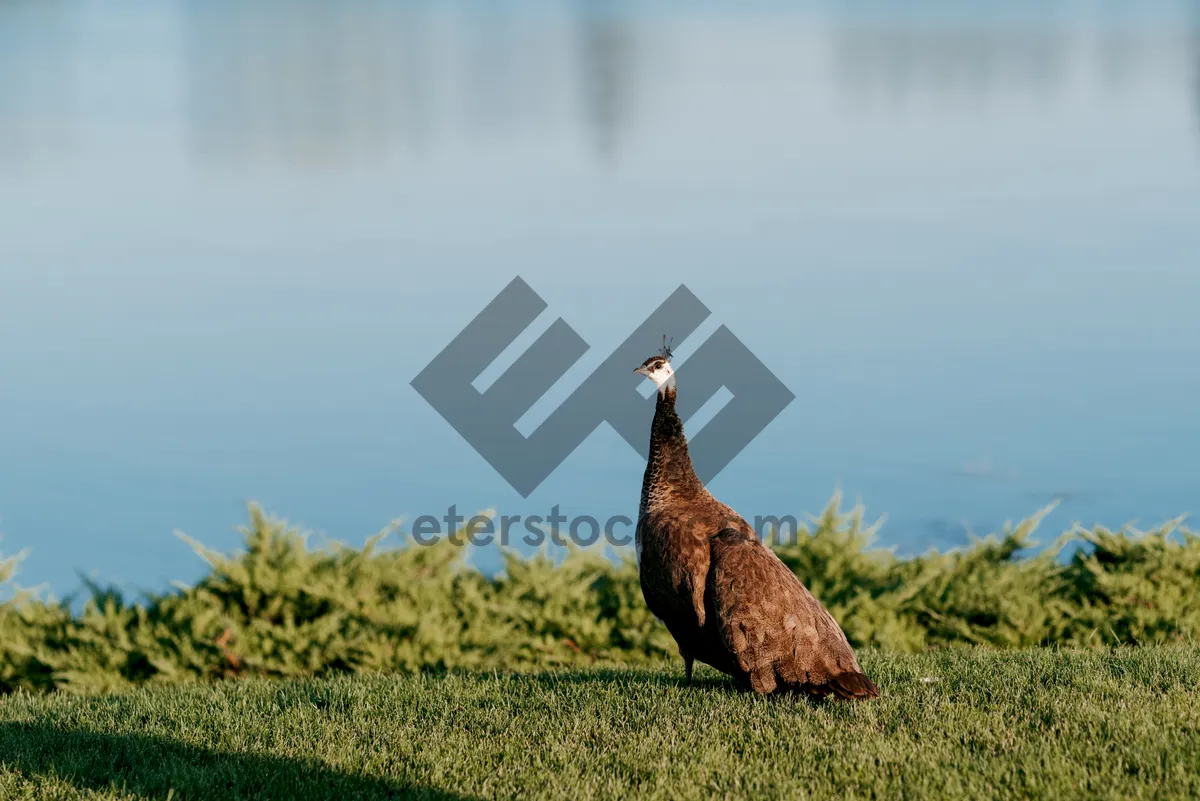 Picture of Black Grouse and Peacock in the Wild Sky