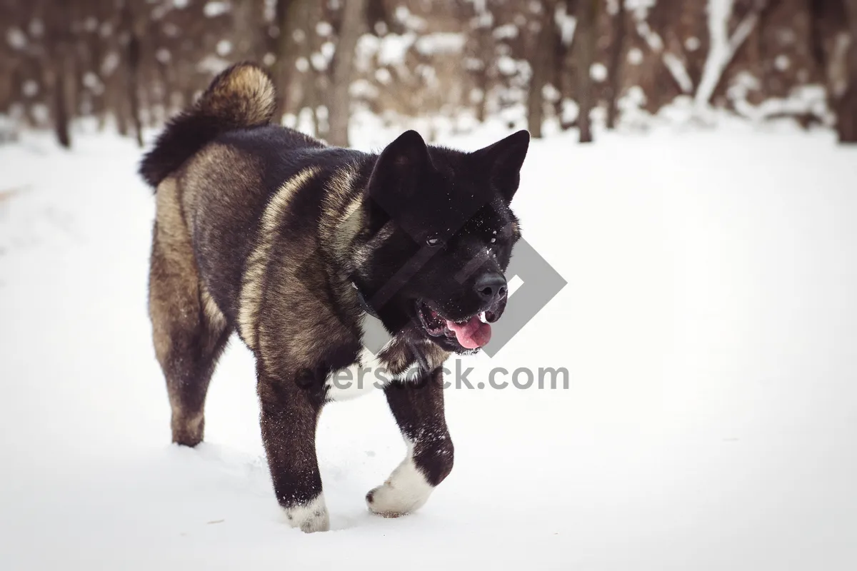 Picture of Winter puppy portrait in the snow.