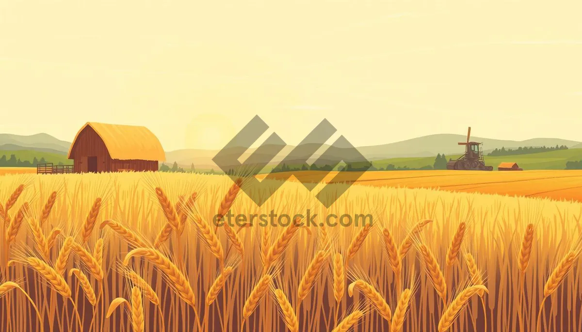 Picture of Bright Summer Sky Over Wheat Field