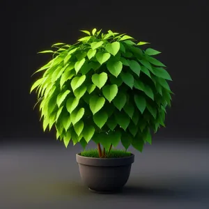 Evergreen tree with fresh leaf growth
