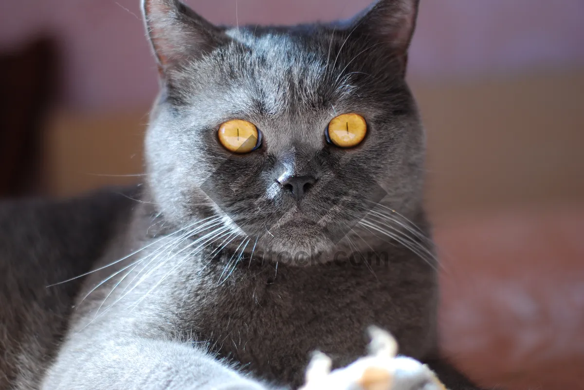 Picture of Fluffy Gray Kitten with Playful Eyes