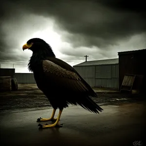 Bald Eagle soaring with piercing gaze