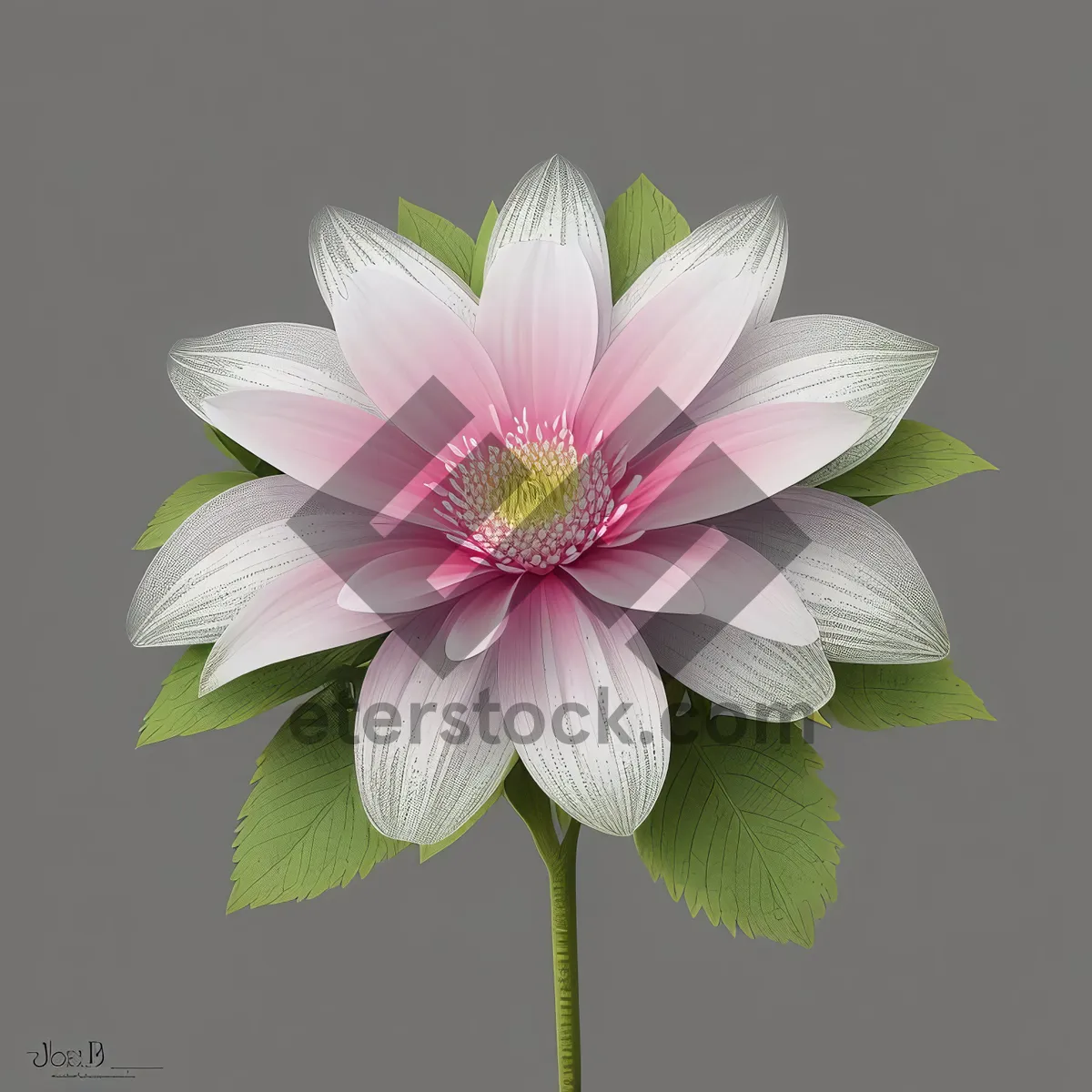 Picture of Pink Lotus Blossom in Full Bloom