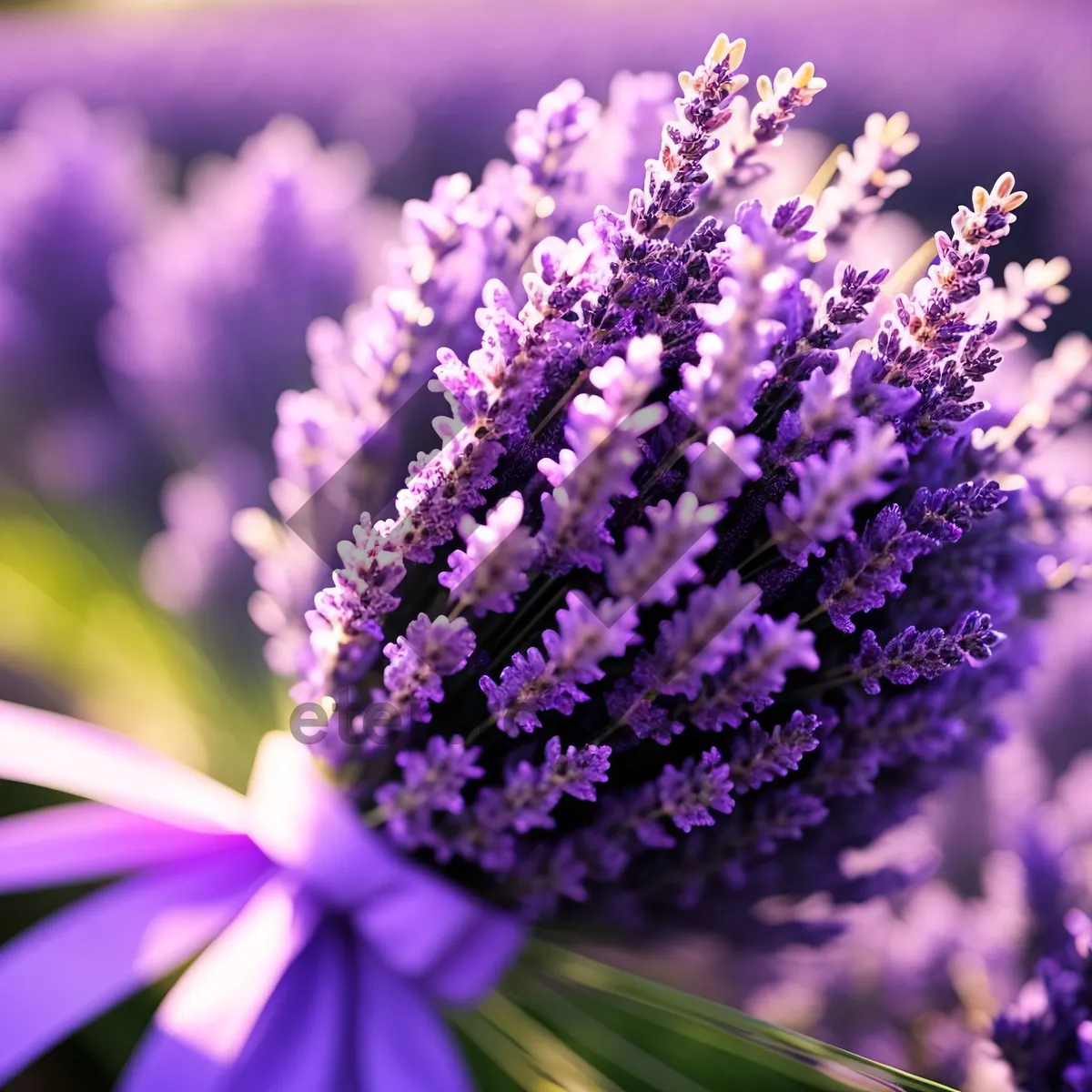 Picture of Lavender Lilac Shrub: Vibrant Purple Floral Heath