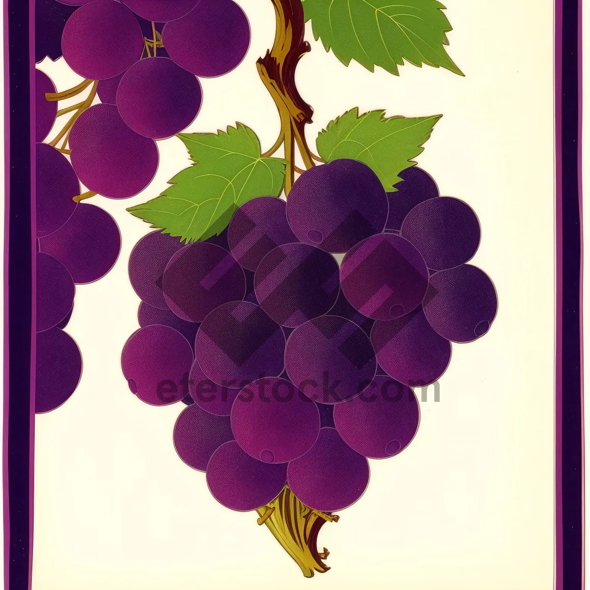 Picture of Autumn Harvest: Ripe, Juicy Concord Grape Cluster