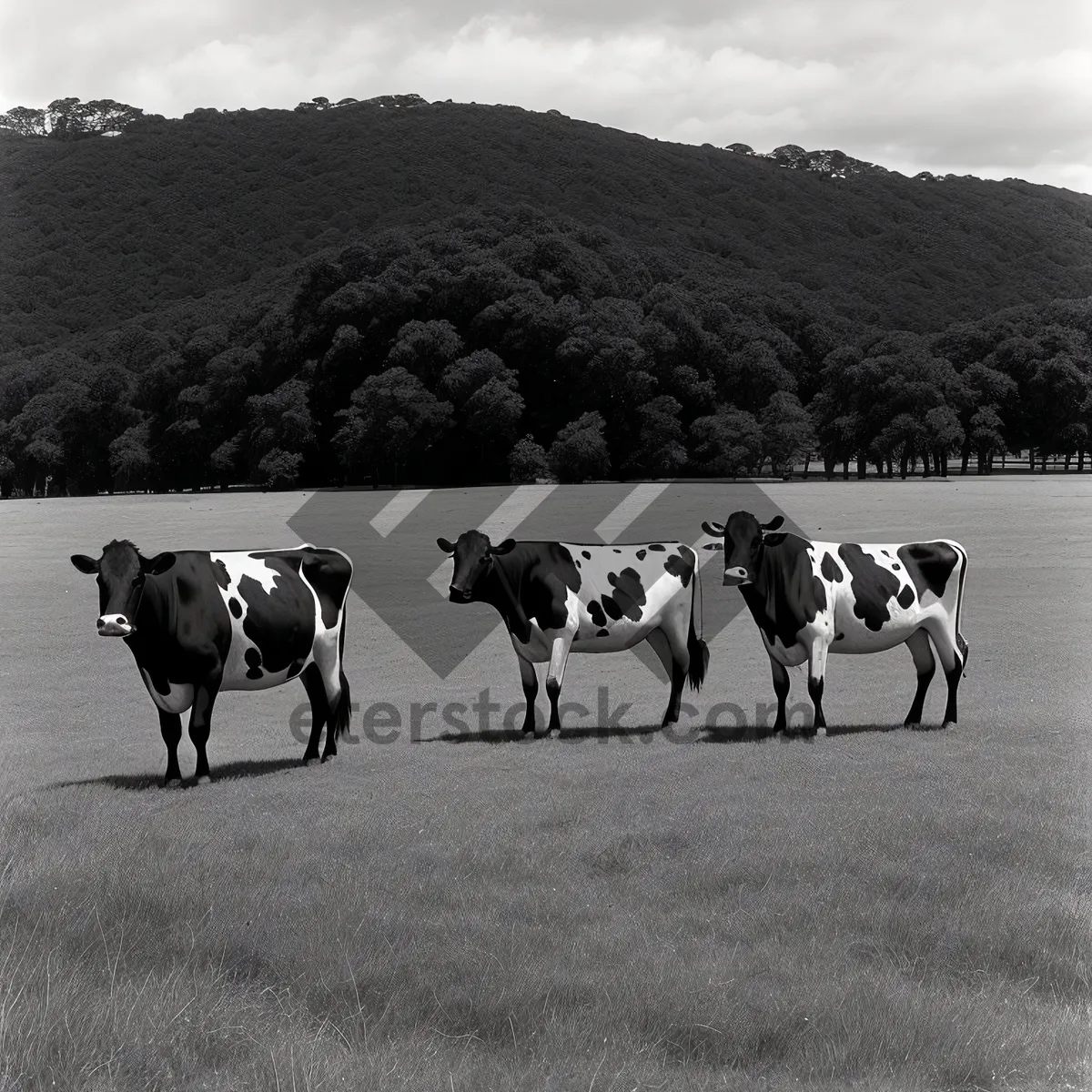 Picture of Cows grazing peacefully in a lush green pasture