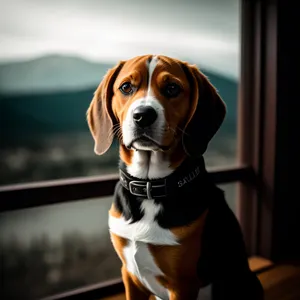 Pet Portrait: Purebred Beagle Puppy with Collar