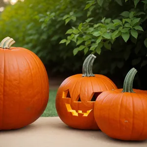 Autumn Harvest: Colorful Pumpkin Display for Thanksgiving