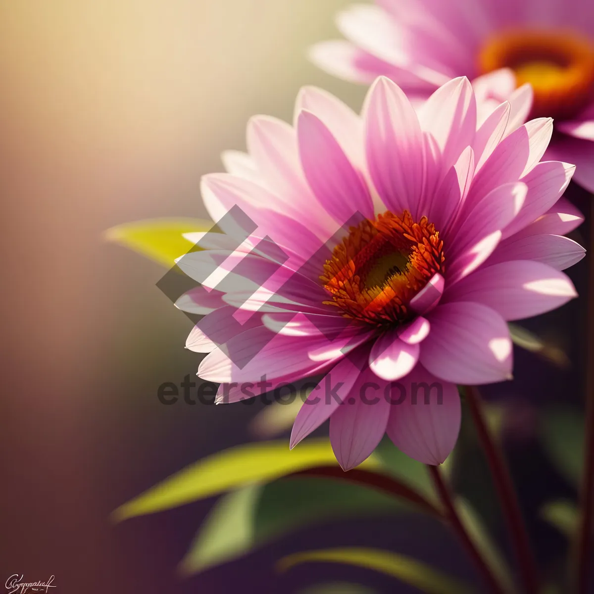 Picture of Vibrant Pink Daisy Blossom in Full Bloom