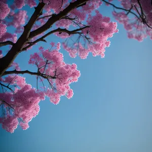 Vibrant Pink Desert Willow Blooming Against Blue Sky