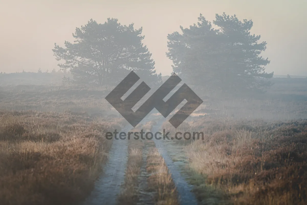 Picture of Country road with tire tracks through heathland landscape on misty morning with the rising sun
