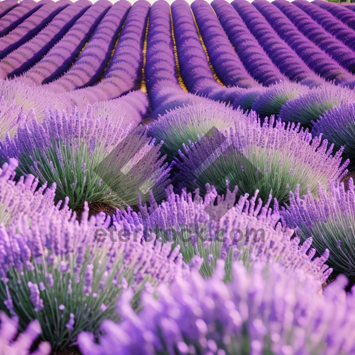 Picture of Wildflower Garden in Blooming Lavender Field