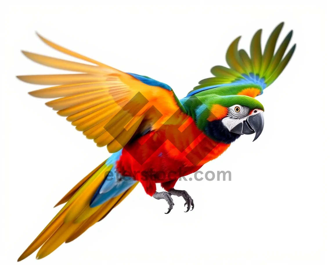 Picture of Colorful wing design art in yellow hues.