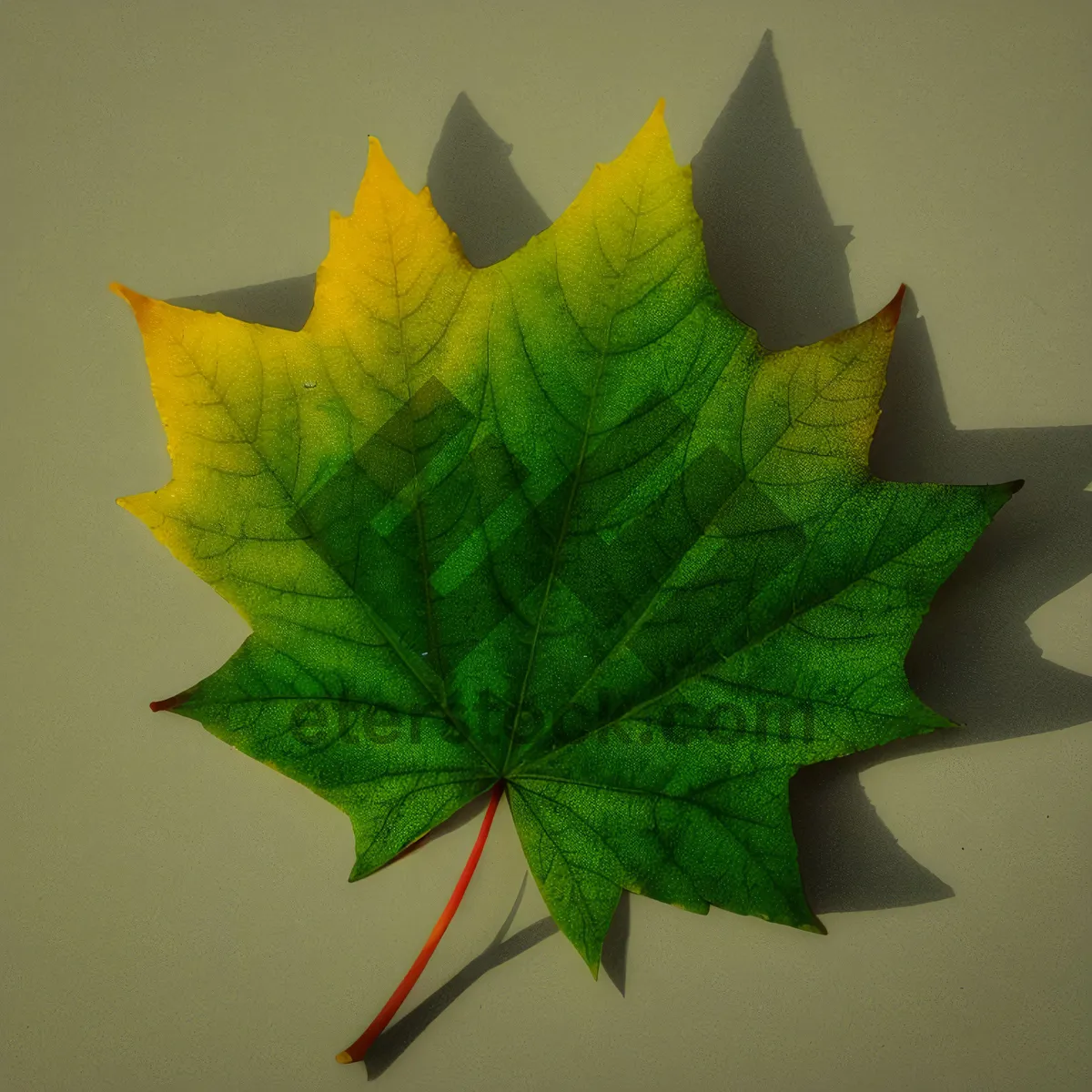 Picture of Golden Maple Leaf in Colorful Autumn Forest