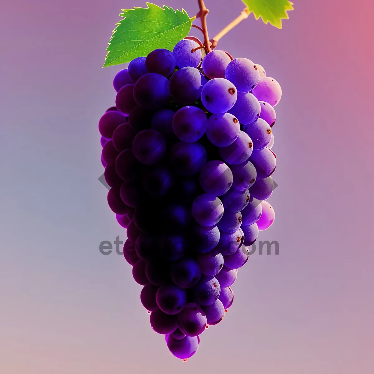 Picture of Autumn Harvest: Juicy Purple Grape Cluster in Vineyard