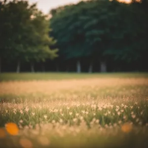 Vibrant Summer Meadow with Sprinkler in the Background