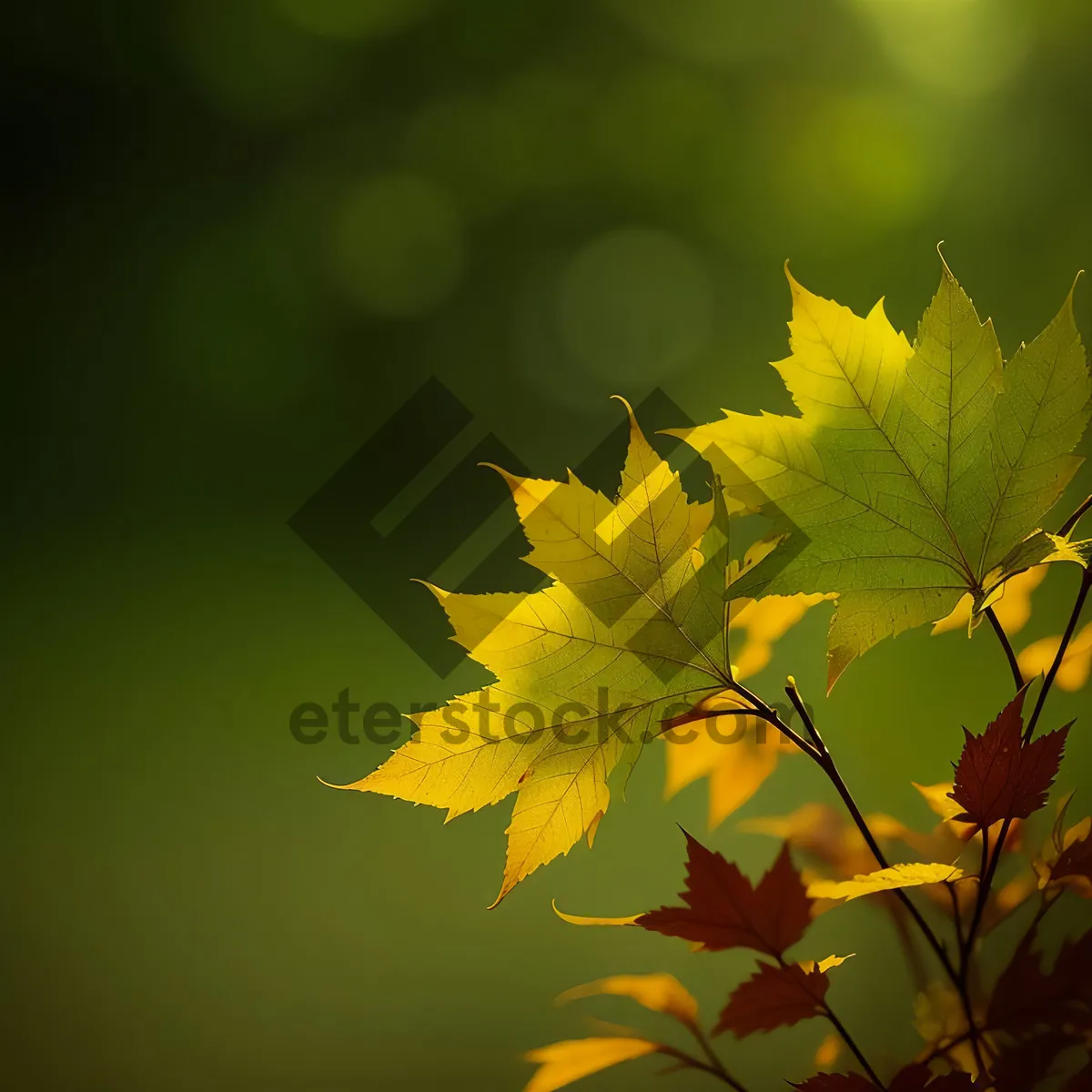 Picture of Vibrant Maple Leaf in Autumn
