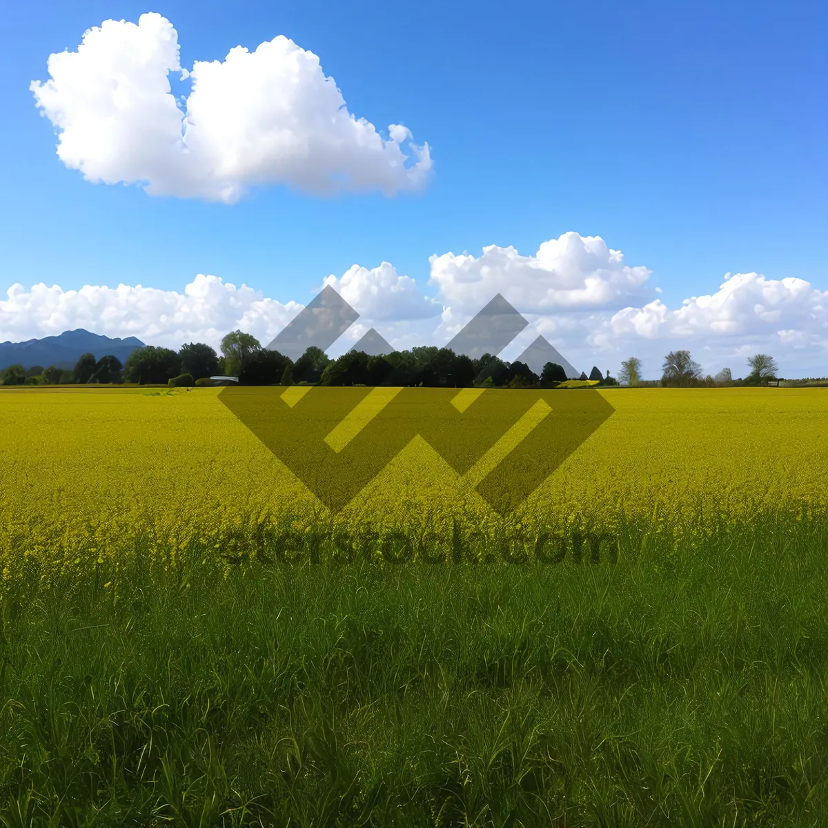 Picture of Rural Rapeseed Field Under Clear Blue Sky